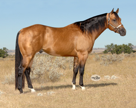 Vista equine colorado llc registration